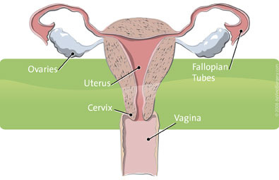 Hysterectomy img 0